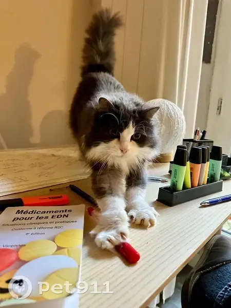 Chatte Angora noir et blanc perdue Savaron - photo
