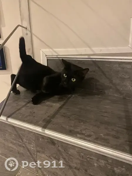 Petite chatte noire perdue à Rouffiac-Tolosan - photo