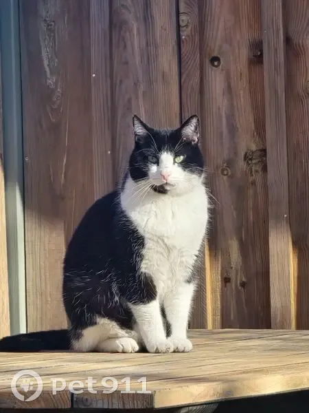 Chat perdu à Libourne, rue Max Linder - photo