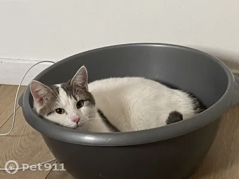Chat perdu blanc tache grise, Montmagny - photo