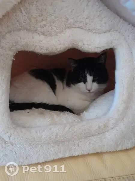 Chatte perdue, noire et blanche, Jarnac - photo