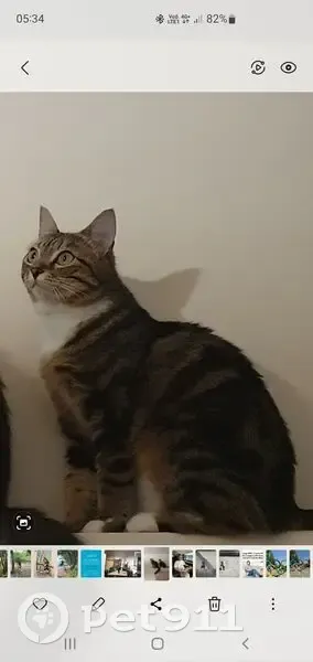 Chatte perdue grise et tigrée à Torcy - photo