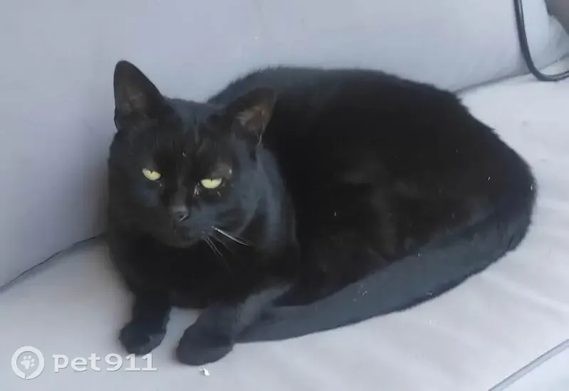 Chat noir perdu, canine et coussinet manquants - photo