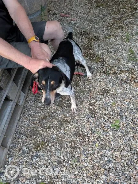 Chien mâle noir et gris trouvé à Birac-sur-Trec - photo
