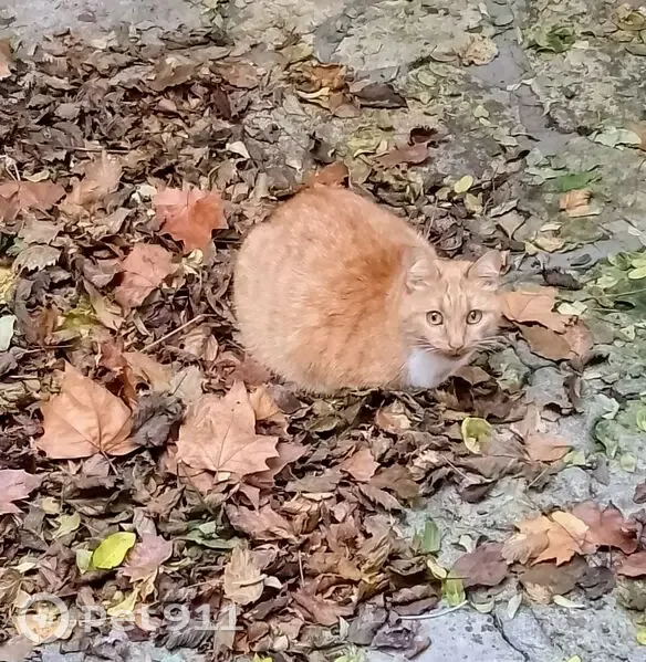 Chatte rousse perdue à Nemours - photo