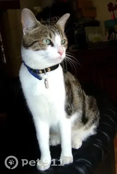 Chatte perdue, 16 ans, Rue Frères Leiris - photo