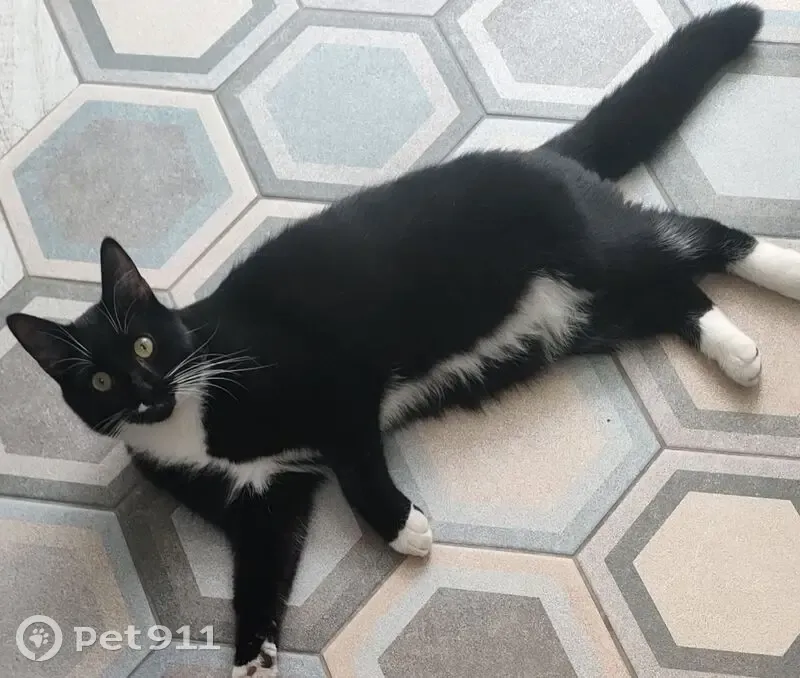 Chat mâle perdu à Amiens, répond Chaussette - photo