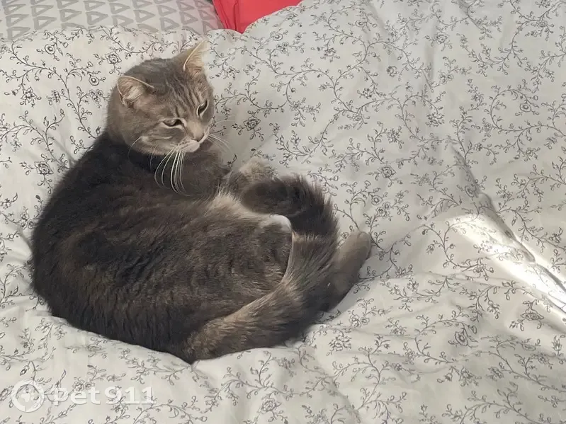 Perdue : chatte grise 