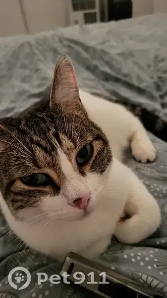 Chatte perdue, 8 ans, rue de l'Île d'Arz - photo