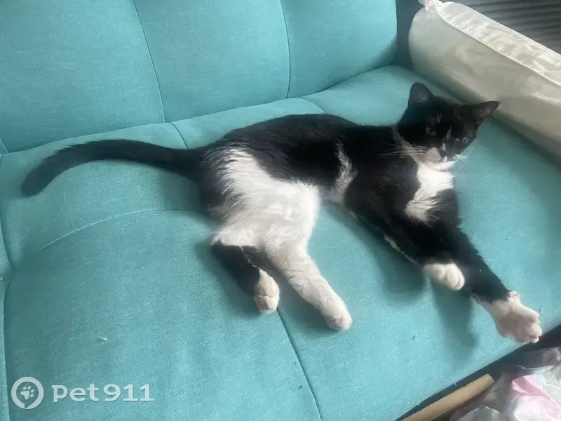 Chatte noire et blanche trouvée à Étrembières - photo