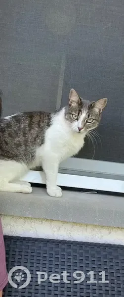 Chat perdu gris-blanc, yeux bleu-vert - photo