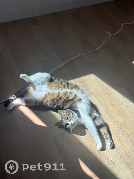 Chatte perdue : Uma, patte tigrée, yeux verts - photo