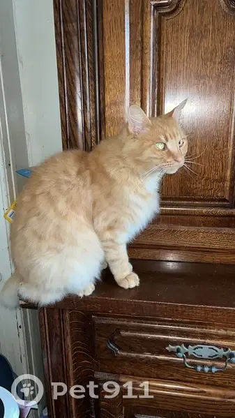 Chat sociable perdu à Évran - photo