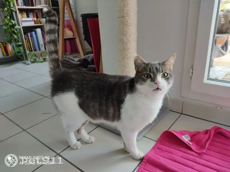 Chat mâle castré perdu à Routot - photo