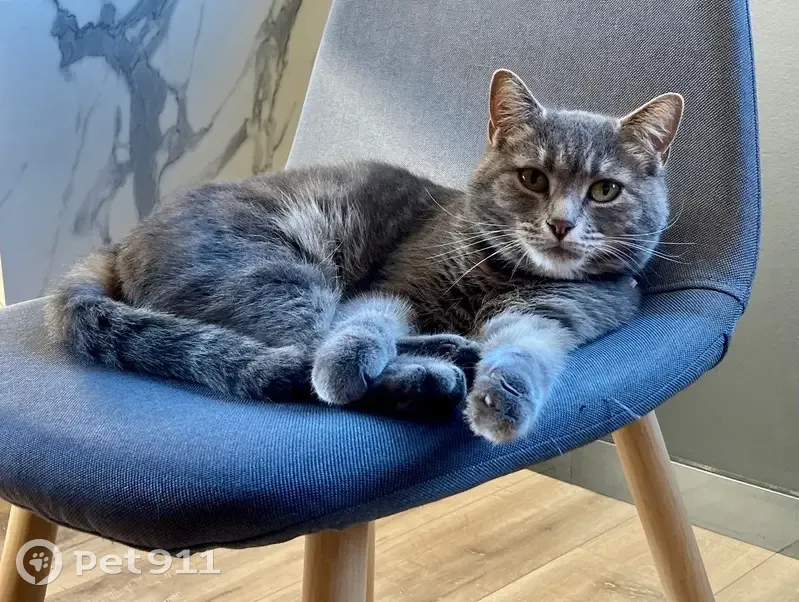 Chatte perdue à Saint-Félix-de-Lodez - photo