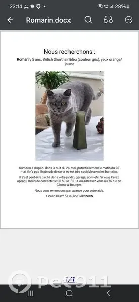 Chat perdu : Gris bleu, yeux orange, Bourges - photo