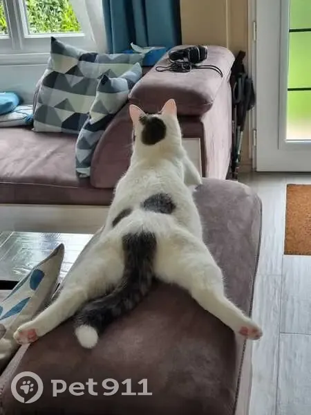 Chat blanc à tâches noires perdu à Vendôme - photo