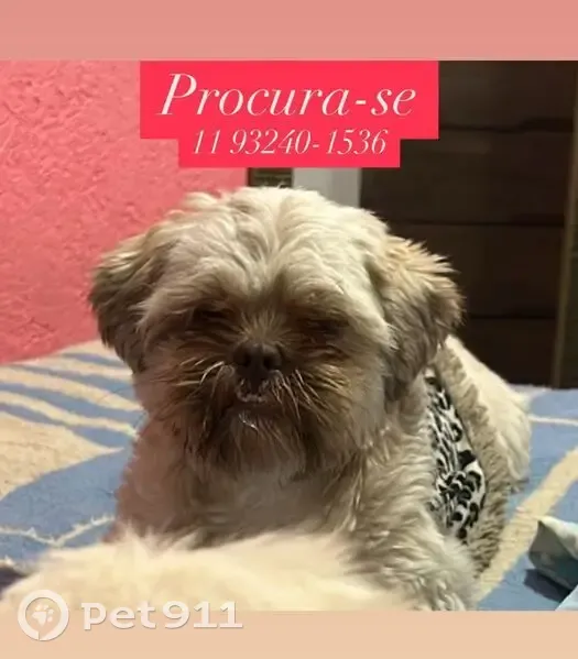 Cachorro perdido Macho (brl000937) - photo