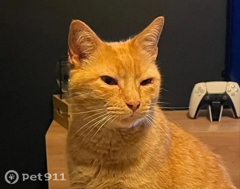 Chat roux 11 ans perdu à Larressore - photo