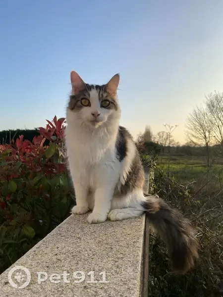 Chat perdu, jeune pucé, rue de la Planté - photo