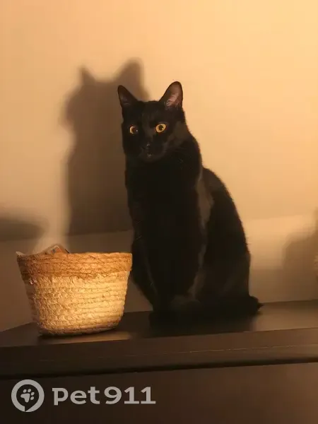 Chat perdu : Noir, yeux dorés, Camphin - photo