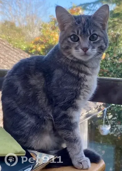 Jeune chatte grise perdue à Paris - photo