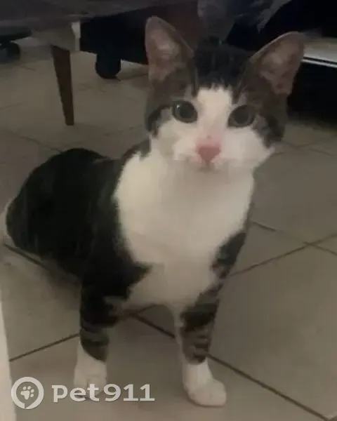 Perdu : Chat Titou, Sedan, rue 12E Rgt - photo