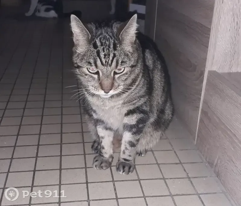 Chat perdu à Lewarde, Rue Jules Mousseron - photo