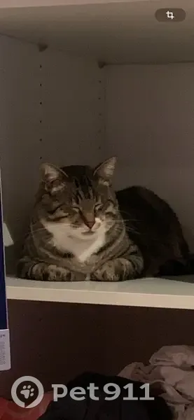 Chat perdu à Éragny, Rue de la Marne - photo