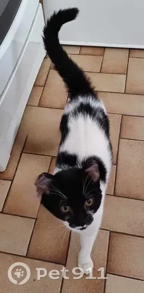 Chaton trouvé à Béthune : blanche et noire - photo