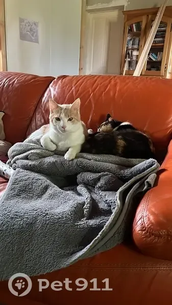 Chat roux perdu, yeux dorés, castré récemment - photo