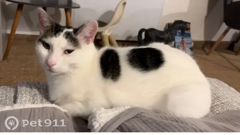 Chat perdu : blanc tacheté noir, rue Albertine - photo