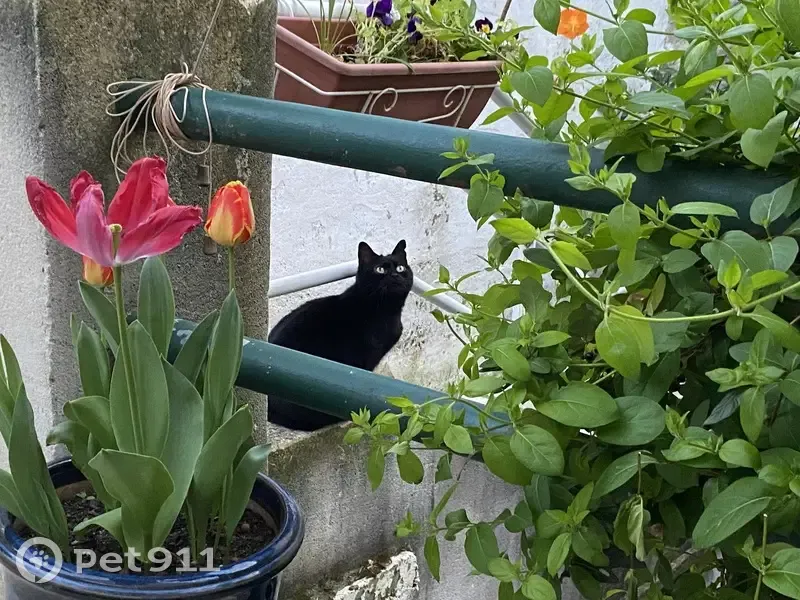 Chatte noire perdue, stérilisée, Calvisson - photo