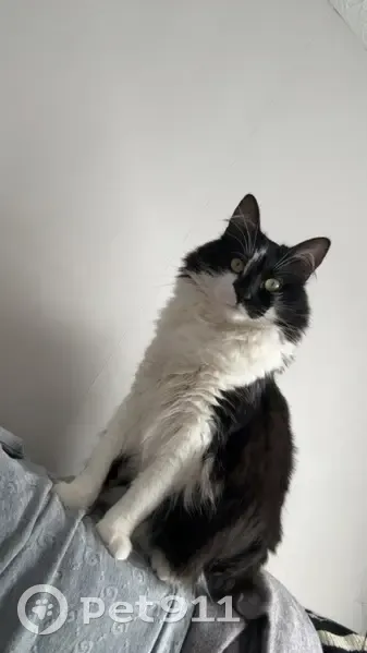 Chat perdu, 2 ans, besoin traitement urgent - photo