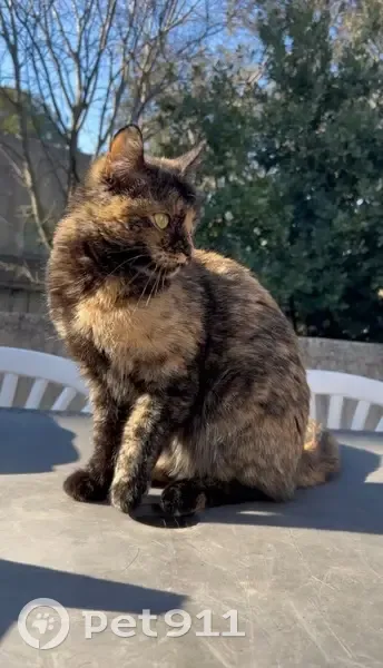 Chat perdue à Nîmes, nuit du 26/05 - photo