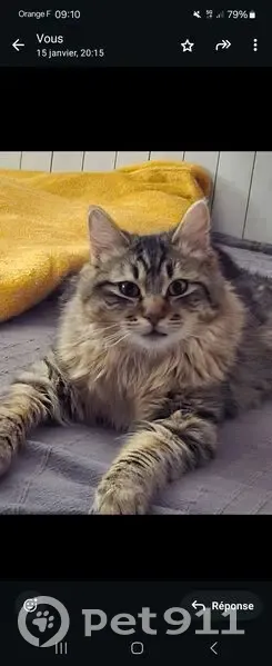 Chat angora blessé perdu à Bourgoin-Jallieu - photo
