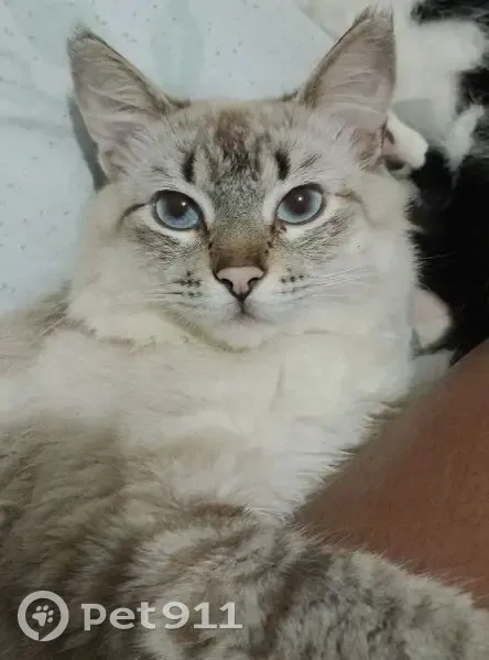 Gato desaparecido Macho (brl000942) - photo