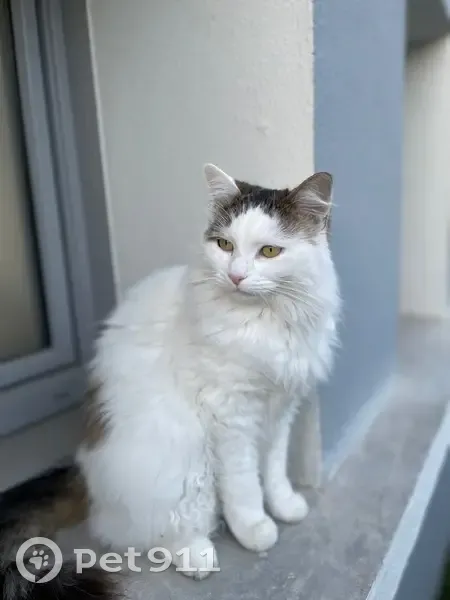Chatte blanche perdue à Bonnefoy, blessée - photo