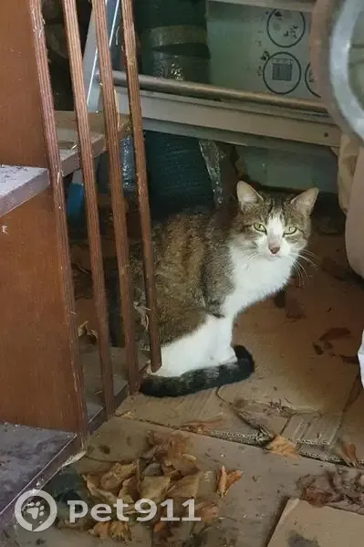Chat trouvé sous abri à Bourg-en-Bresse - photo