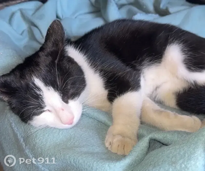 Chatte perdue à Richwiller, 7 mois - photo