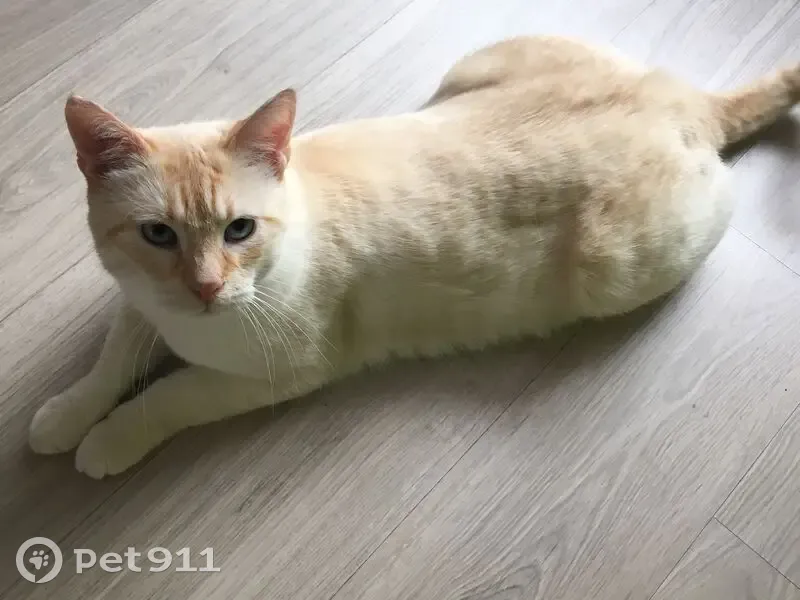 Chat perdu à Lille : Jo, matou crème 11 ans - photo