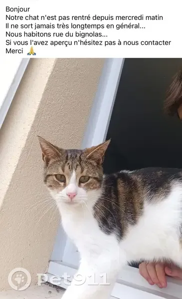 Chat perdu : Européen tigré blanc, Bignoux - photo