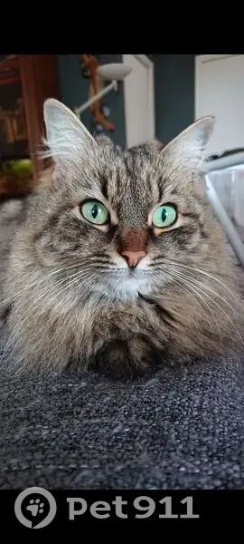 Perdu : Chatte Câline, écaille rousse - photo