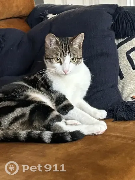 Chat perdu : Tigre, yeux verts, Colombes - photo
