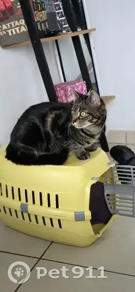 Chat tigré sociable perdu à Pussay - photo