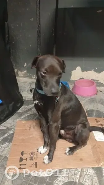 Cachorro encontrado - photo