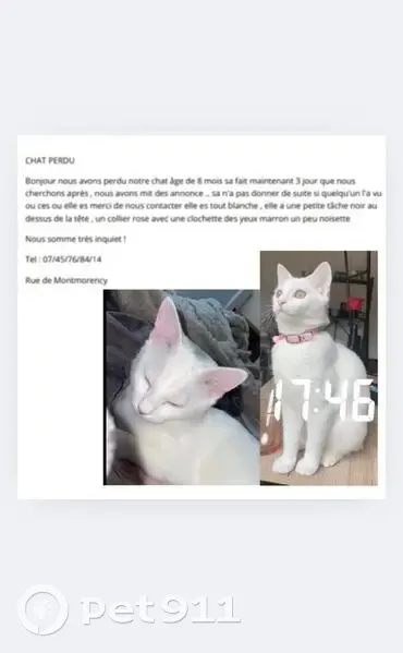 Chatte blanche 8 mois perdue, St-Quentin - photo