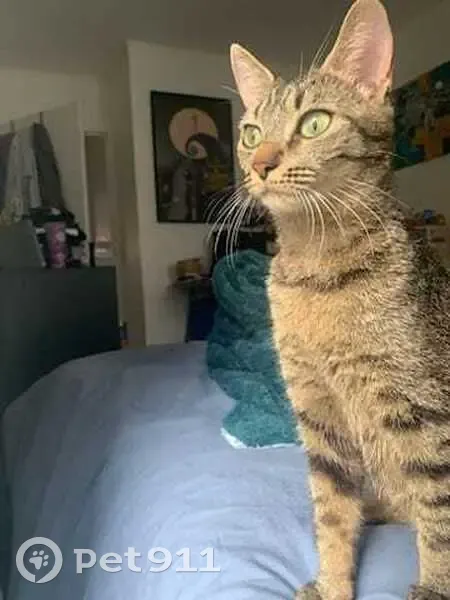 Chatte tigrée trouvée à Clamart, aide recherchée - photo