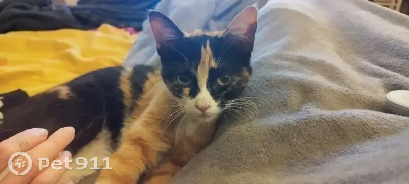 Chatte tricolore trouvée à Saint-Étienne - photo