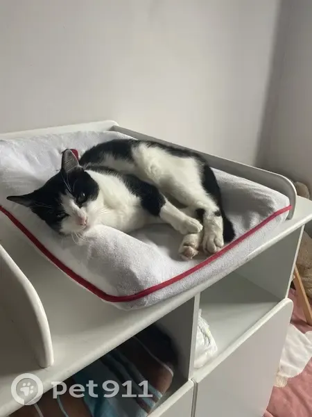 Chat perdu : Archy, 3 ans, Rue Soult, Tarbes - photo